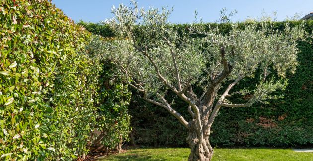 Villa Allegra - green oasis near Poreč